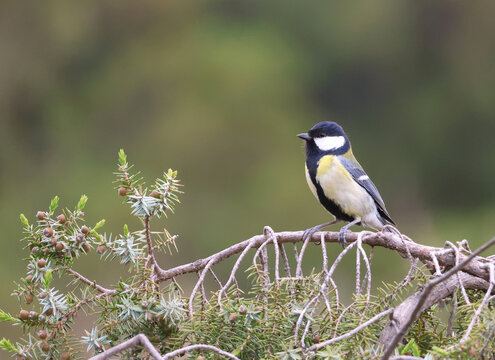 Great tit perched on a juniper branch with blurred forest background in spring.