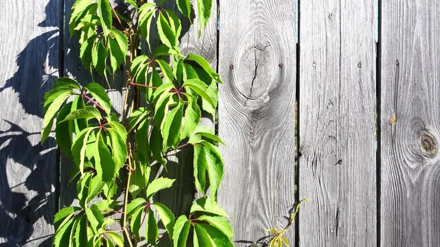 Vine climbs weathered wooden fence in bright sunlight. Leaves show fresh green, casting soft shadows. Wood grain and knots add rustic texture. Perfect for garden, outdoor, or nature themed projects