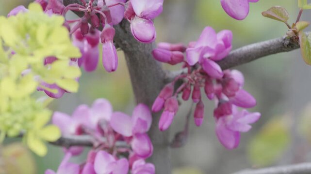 Macro of Pink Redbud Tree Blossoms in Spring