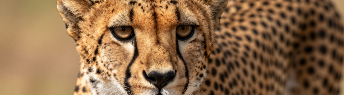 photograph cheetah face featuring sharp definition whiskers nose warm golden lighting accentuating