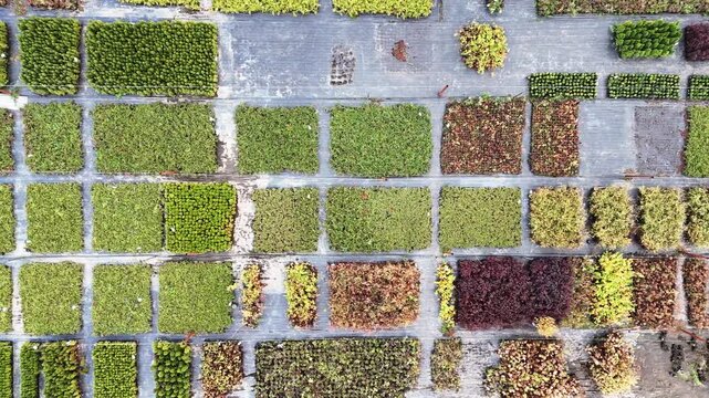 Rows of plants in vivid colors, arranged in neat squares. Green, red, and yellow hues display natural variety. Aerial view captures the structured beauty of the garden. Ideal for nature, agriculture