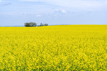 Fototapeta premium Canola field on a sunny summer day