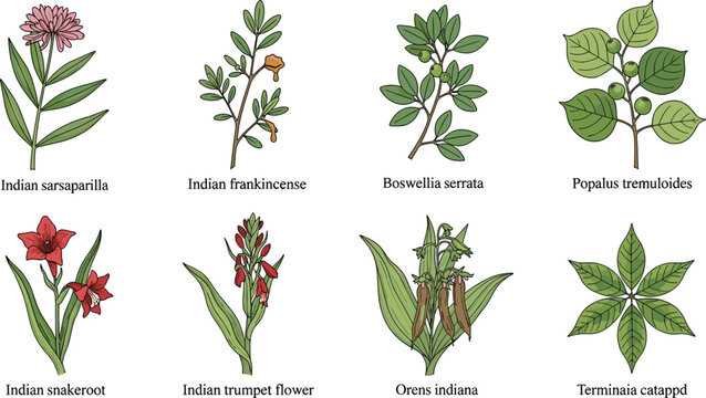 Collection of Indian medicinal plants and herbs including sarsaparilla, Boswellia and trumpet flower illustrated in detailed botanical style for herbal design