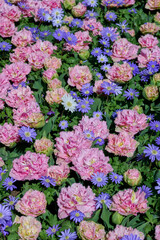 Obraz premium anemones and tulips mixed flower bed in the sun