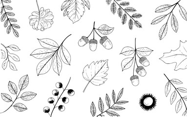 Hand-drawn black and white autumn leaves and acorns pattern white nature © MstMisu