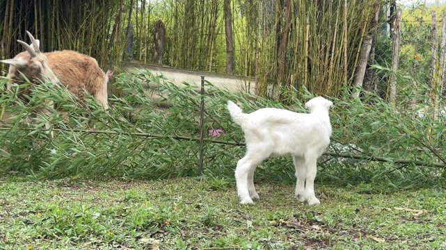 Horizontal video of a playful white baby goat eating bamboo leaves jumping and playing tenderly while its cream-colored horned mother feeds on a large bamboo branch in a rural outdoor setting