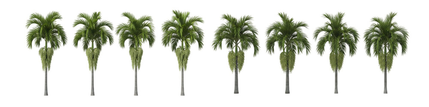 Palm Trees Row Isolated Transparent Background Tropical Nature Landscape