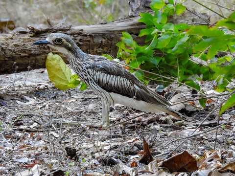 Bush Stone Curlew Sitting