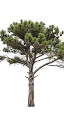 Fototapeta premium Pine Tree with Cones and Green Needles, Isolated on White Background