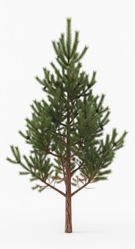 Young Pine Tree Isolated on White Background, Evergreen Conifer Sapling