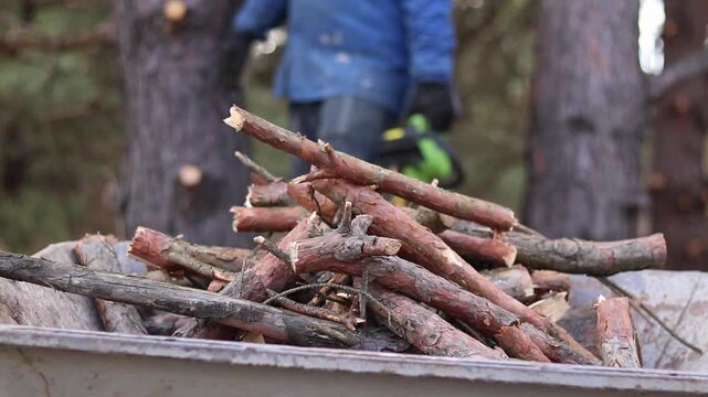 Old garden wheelbarrow filled with firewood, in the background a man with a chainsaw cuts branches. Close-up of a metal garden wheelbarrow filled with freshly sawn pine branches