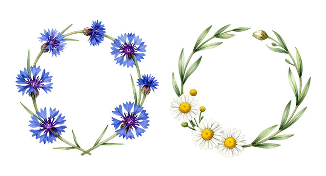watercolor wreath, floral wreath, cornflower wreath, daisy wreath, blue flowers, white daisies, botanical illustration, floral arrangement, circle wreath, wedding decor, rustic flowers, hand painted w