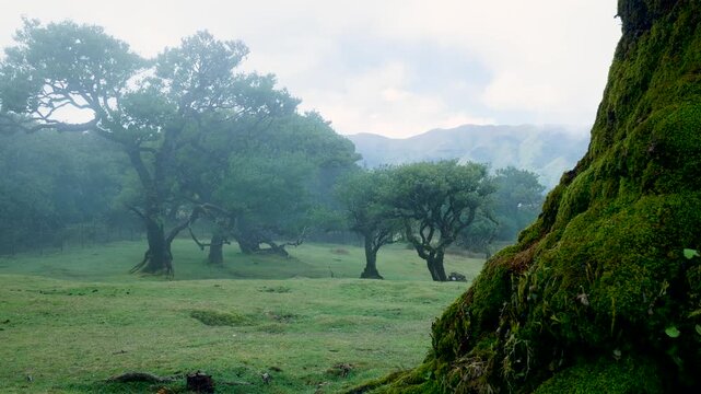 Fog rolling through the magical laurisilva forest of madeira