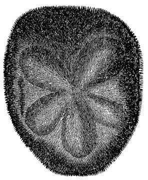 Rosy sea biscuit (Clypeaster rosaceus), detailed vintage engraving.