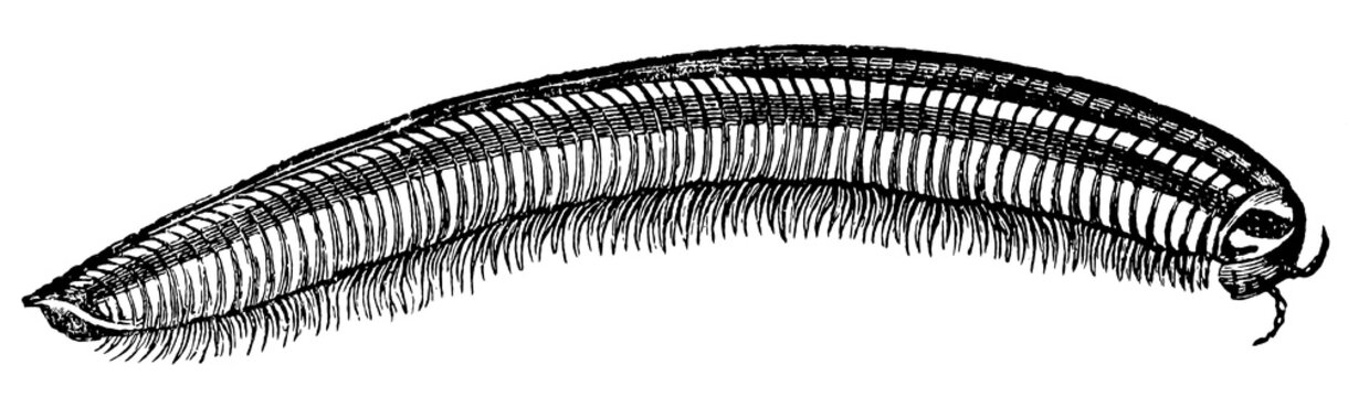 Sandy millipede (Ommatoiulus sabulosus), detailed vintage engraving.