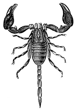 Carpathian scorpion (Euscorpius carpathicus), detailed vintage engraving.