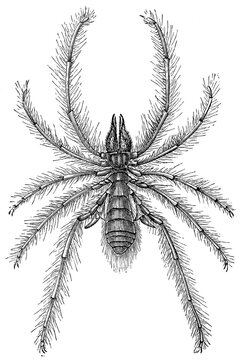 Camel spider (Galeodes araneoides), detailed vintage engraving.