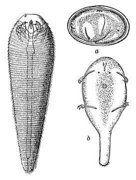 Tongue worm (Linguatula taenioides), with juvenile stages, detailed vintage engraving.
