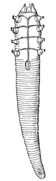 Follicle mite (Demodex folliculorum), detailed vintage engraving.