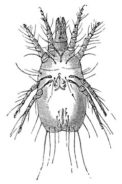 Flour mite (Acarus siro), detailed vintage engraving.