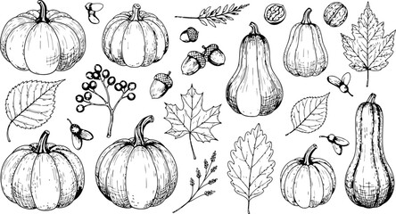 Autumn harvest elements with pumpkins gourds acorns and leaves in a hand-drawn sketch style © Ishtiaq