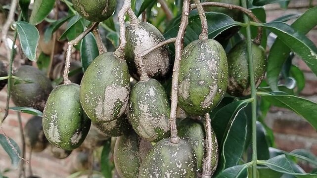 Ambarella fruit (Spondias dulcis) on tree branch, exotic tropical fruit with fresh and healthy appearance.