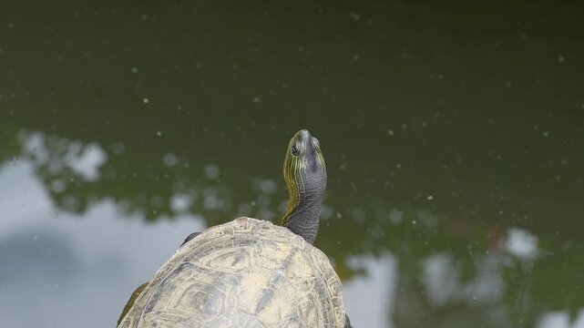 Small turtles are living in the nature environment, surrounding with water. Animal portrait photo, close-up.