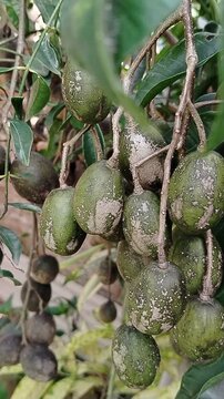 Ambarella fruit (Spondias dulcis) on tree branch, exotic tropical fruit with fresh and healthy appearance.