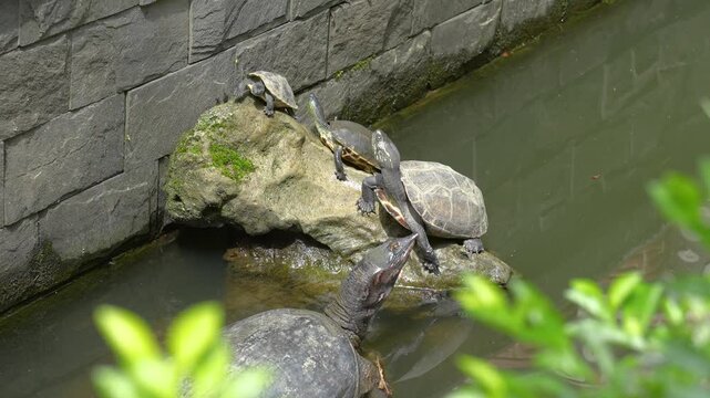 Small turtles are living in the nature environment, surrounding with water. Animal portrait photo, close-up.