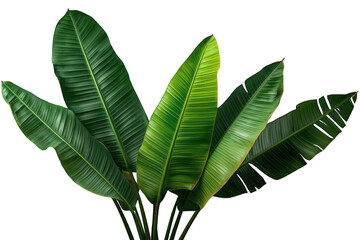 Fototapeta premium Tropical plant large green banana-like leaves isolated on transparent background providing exotic nature design element