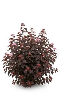 Dwarf Ninebark Bush with Pink Flowers - Dark Foliage Plant Isolated