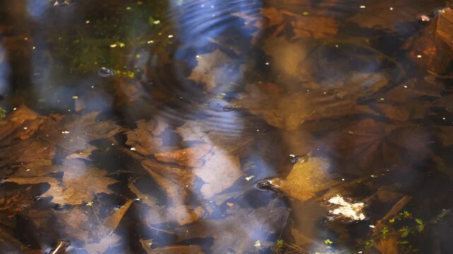 Overhead View of Autumn Leaves Floating in Forest Puddle with Sky Reflections and Rain Ripples | Time Slows Down in the Quiet Corners of Nature
