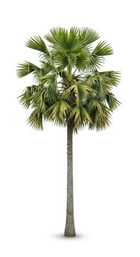 Isolated Borassus Palm Tree against white background, tropical plant, nature