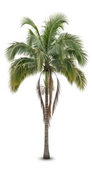 Fototapeta premium Single Palm Tree Isolated on White Background - Tropical Nature Element