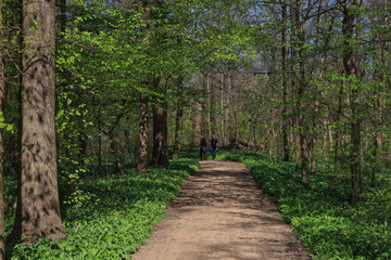 Fototapeta premium Waldweg im Schlosspark Lützschena mit blühendem Bärlauch-Teppich, Frühling im Leipziger Auwald bei der Familie Speck von Sternburg, Radtour und Naturerlebnis, Leipzig, Sachsen, Deutschland