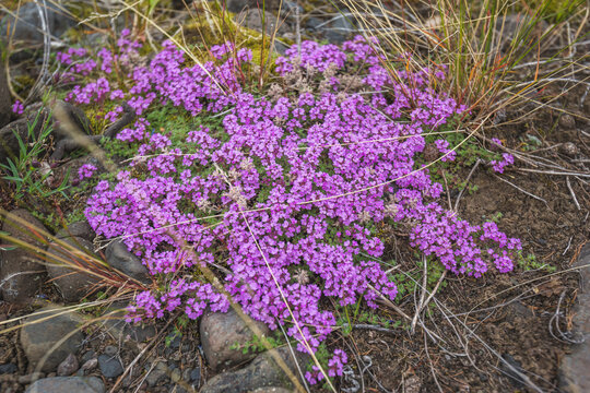 Blooming pink flowers of thyme, Siberian herb
