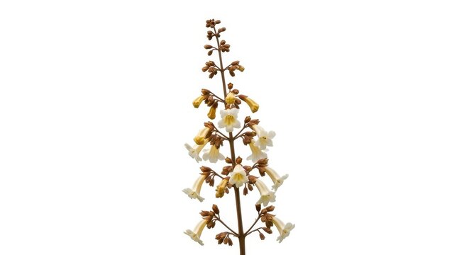 Paulownia Tree Flower Spike Isolated on White Background