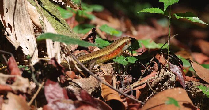 Common sun skink with orange flank resting on dry leaves and forest floor during daytime. Close-up of Eutropis multifasciata in natural habitat.
