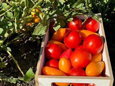 Ripe tomatoes picked in the garden.