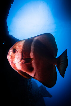 Batfish swimming in a blue background in the Red Sea