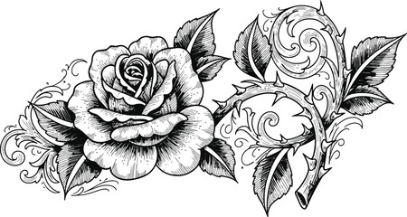 Delicate rose with thorny vine rendered in a detailed vintage engraving style © Ishtiaq