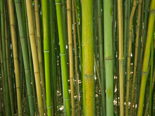 Obraz premium detail of the stems giant bamboo forest - Bambusoideae 