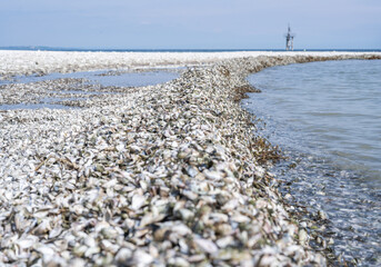 Quagga mussel banks lining horn beach constance © Michael