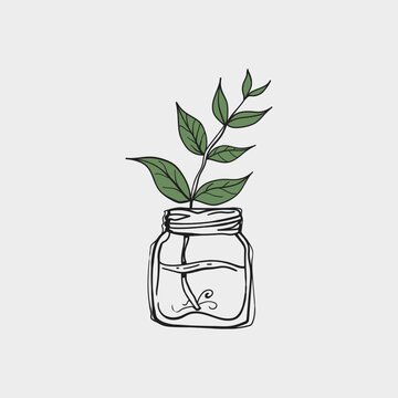 Hand Drawn Doodle Plant Cutting in Glass Mason Jar with Water Sketch Vector