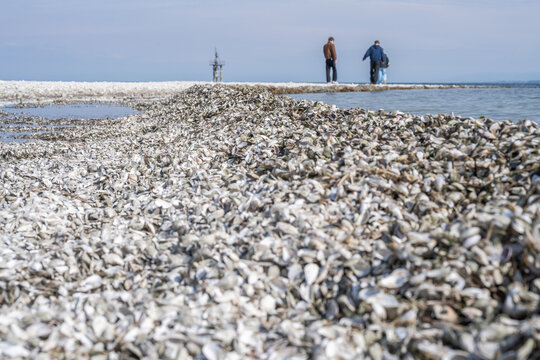 Quagga mussel shells covering h&ouml;rnle beach with people walking
