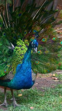 Colourful blue Indian peacock (Pavo cristatus, peahen, peafowl) shaking tail feathers close up, vertical video