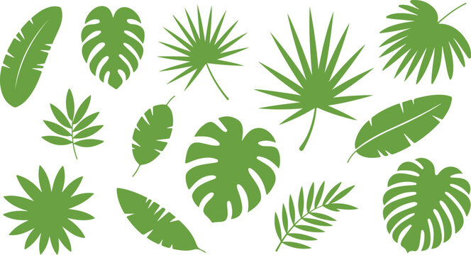 Tropical green leaf silhouettes, collection of 13 exotic jungle plant leaves, monstera and palm frond vector elements for summer design