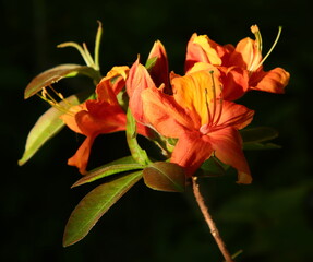 Azalee orange (Graf Tido) © DieFro
