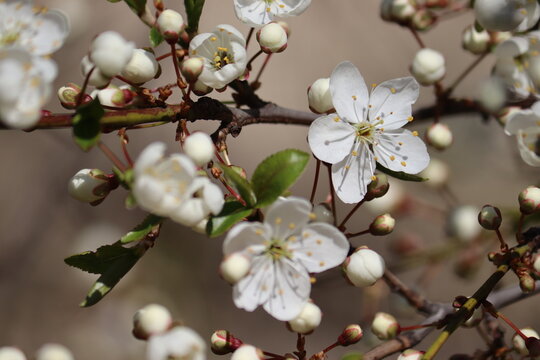 White flowers of cherry plum tree (Prunus cerasifera) close-up