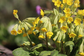 Fototapeta premium Flowering Primula veris (syn. Primula officinalis) or Common cowslip plants with yellow flowers in spring garden